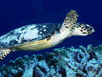 海洋生物