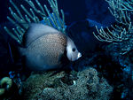 海洋生物