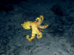 海洋生物