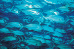 海洋生物