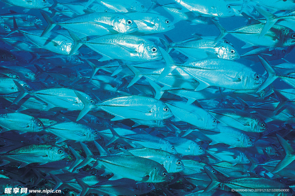 海洋生物