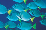 海洋生物