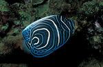 海洋生物