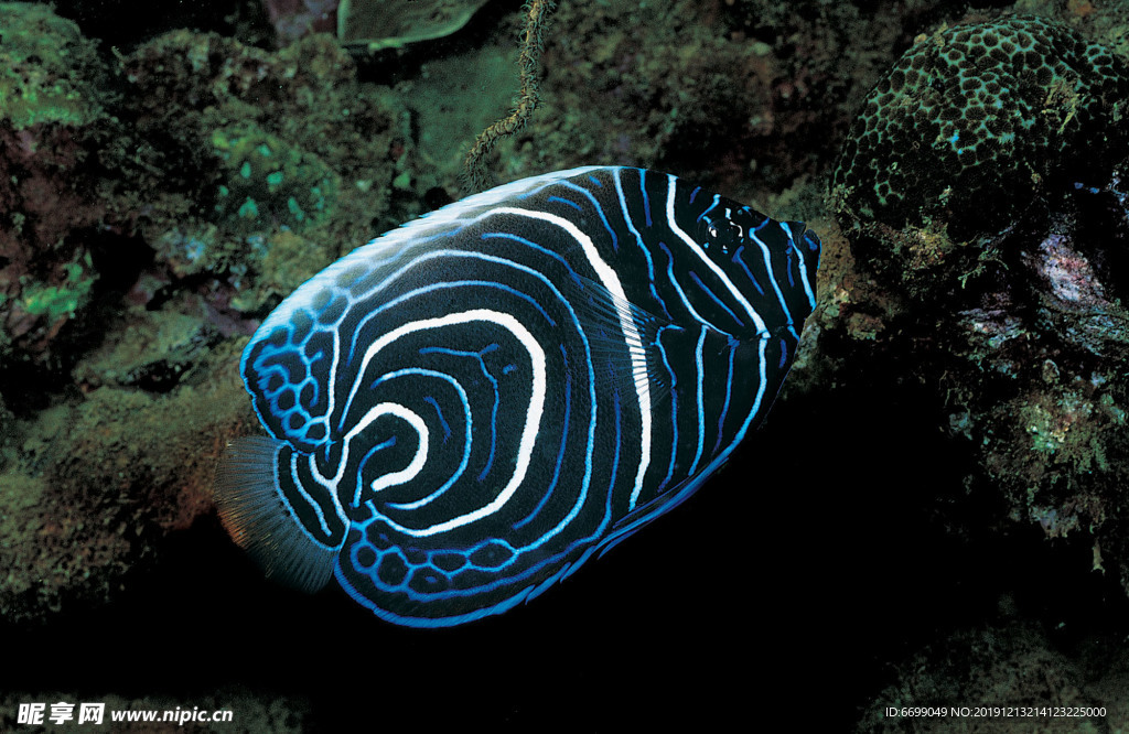 海洋生物