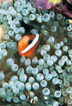 海洋生物
