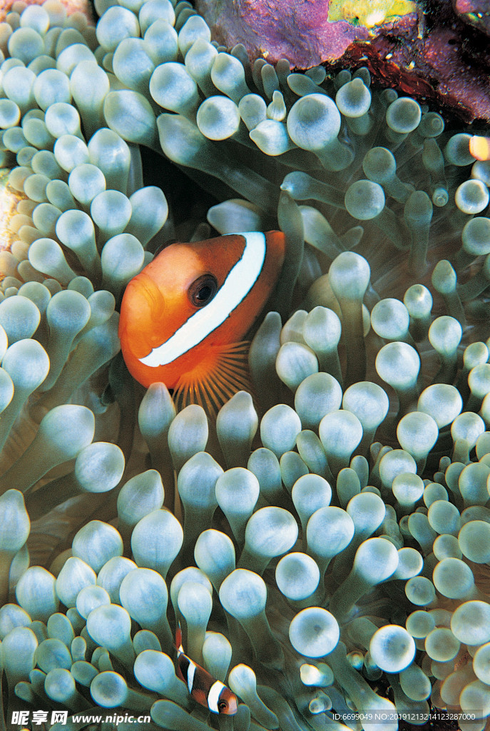 海洋生物