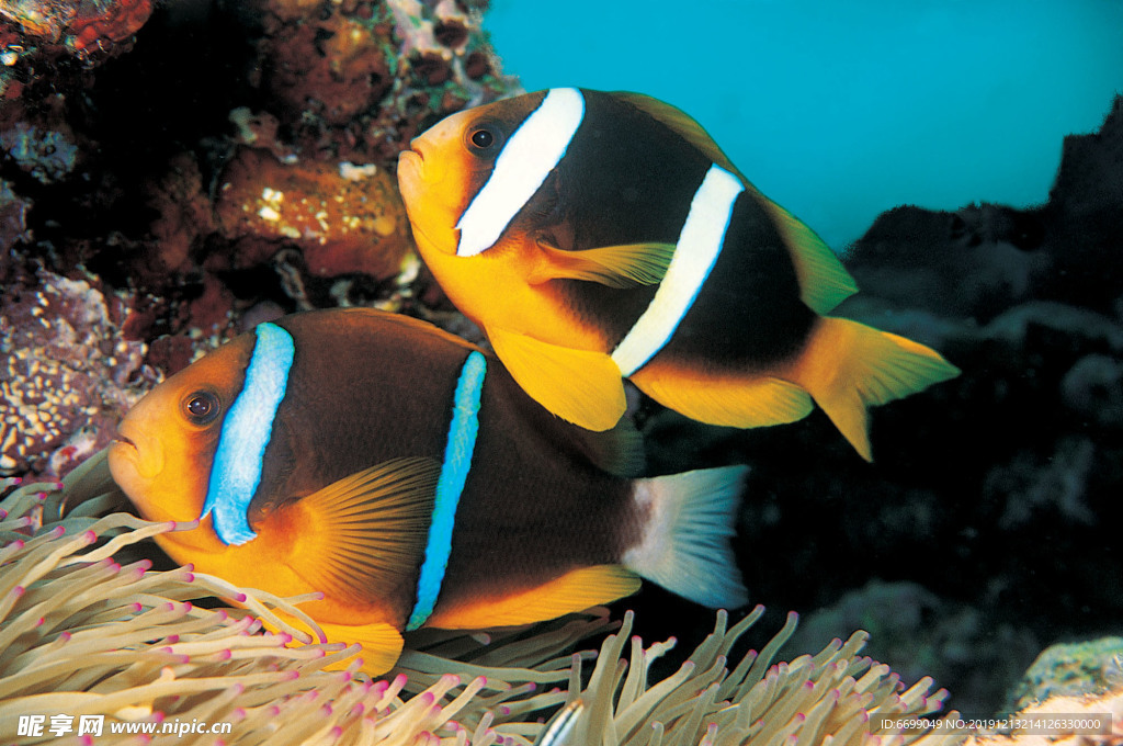 海洋生物