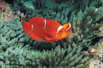 海洋生物