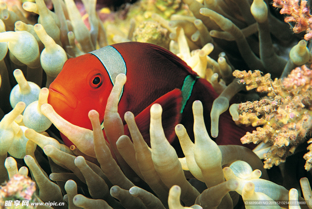 海洋生物