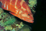 海洋生物
