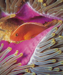 海洋生物