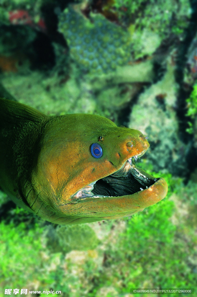 海洋生物