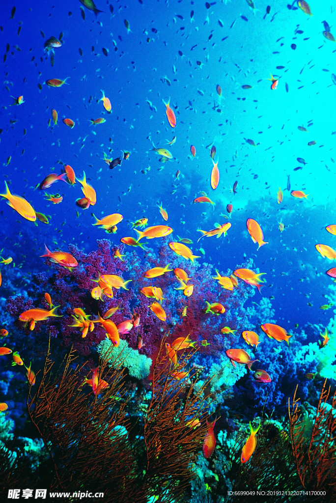 海洋生物