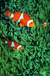 海洋生物