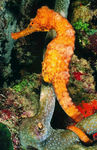 海洋生物
