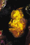 海洋生物