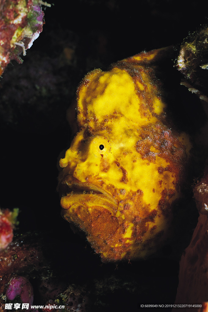 海洋生物
