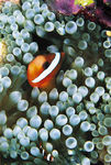 海洋生物