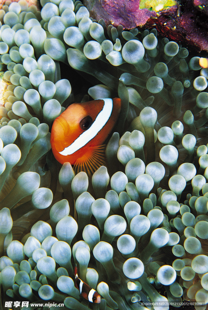 海洋生物