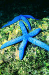 海洋生物