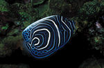 海洋生物