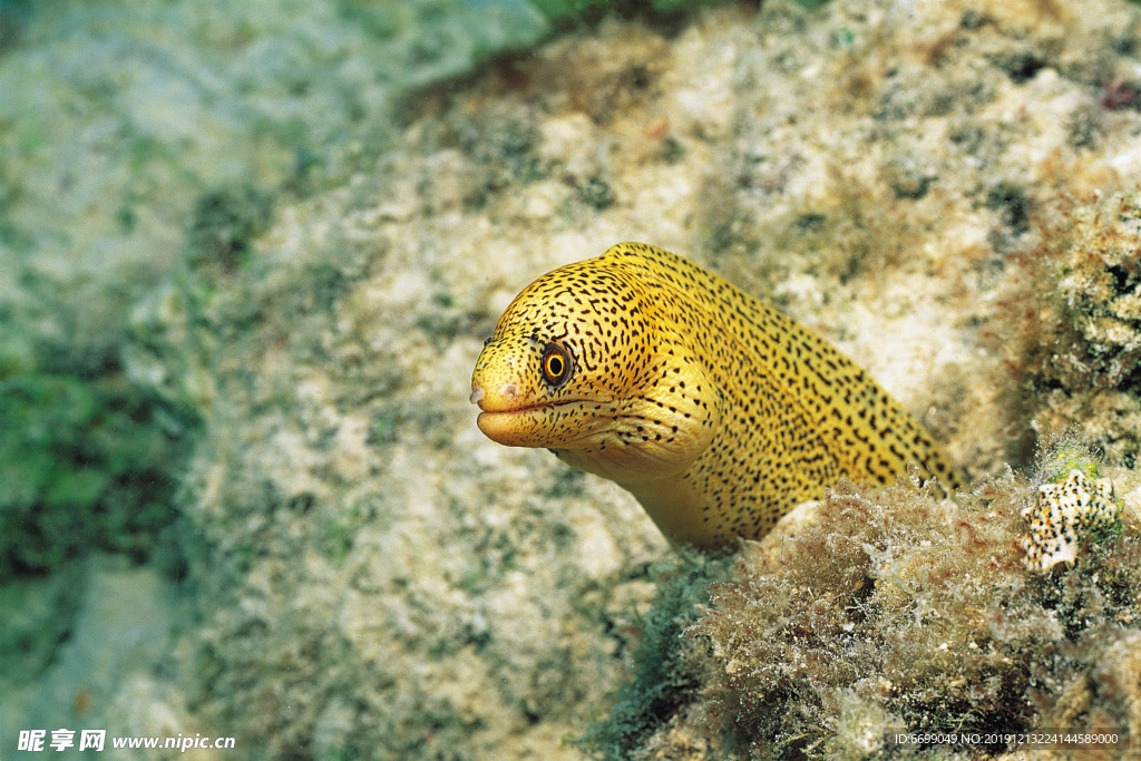海洋生物