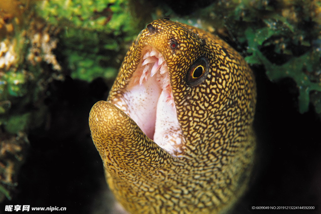 海洋生物