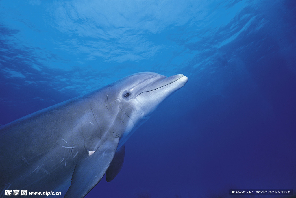 海洋生物