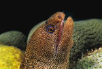 海洋生物
