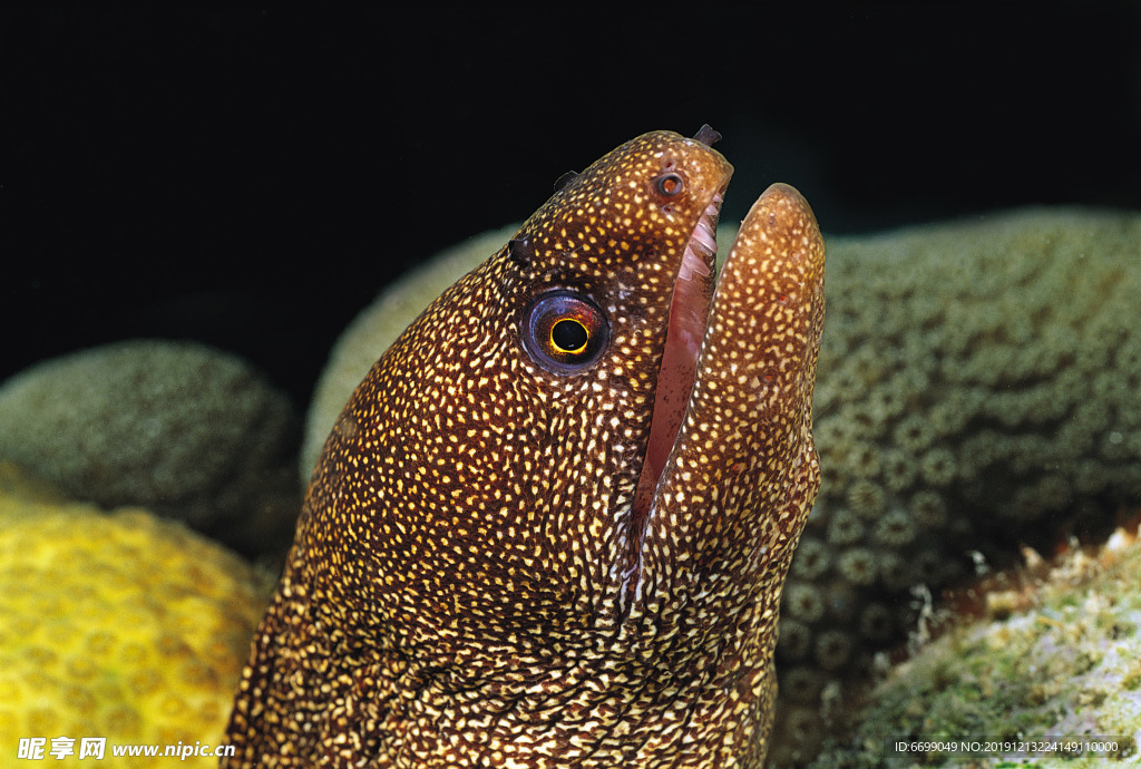海洋生物