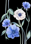花儿
