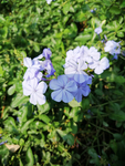 紫色小花