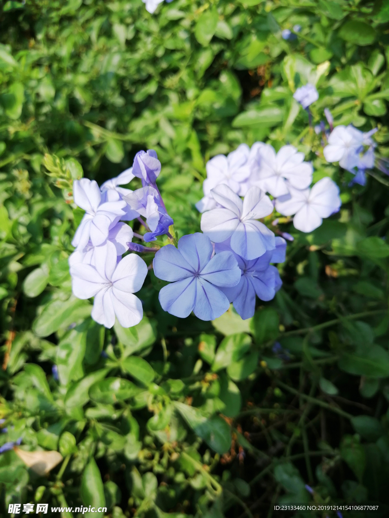 紫色小花