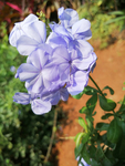 紫色小花