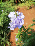 紫花