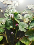 莲花