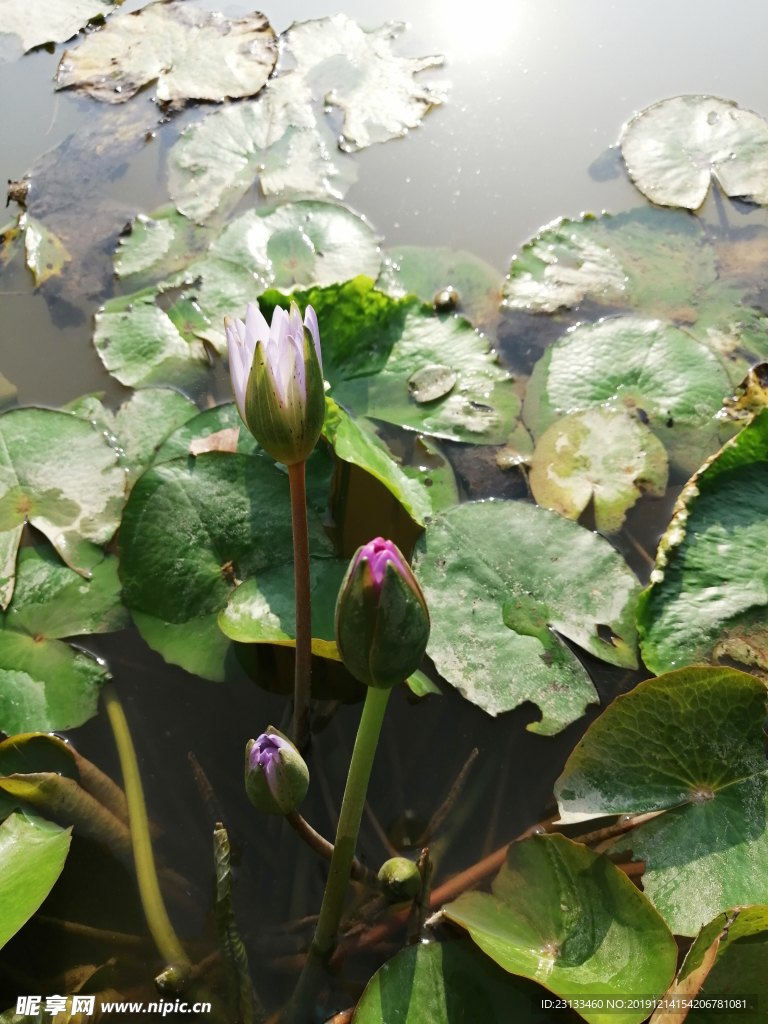 莲花