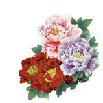 手绘花草  牡丹花园    元