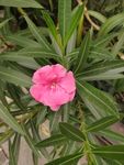 花草
