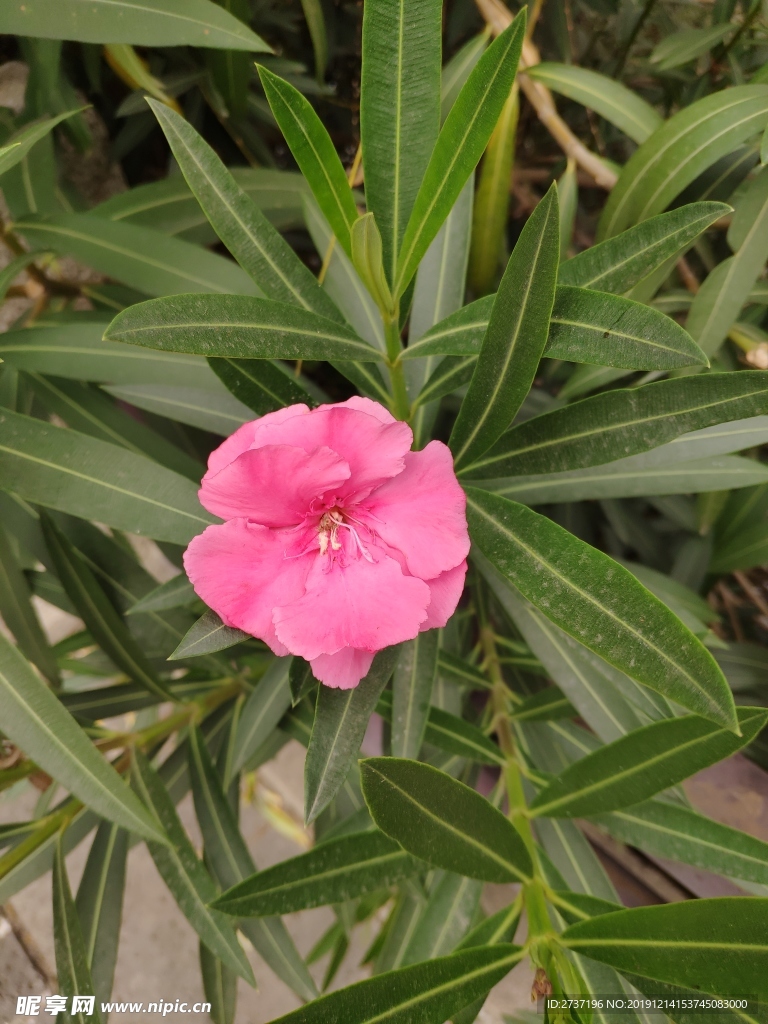 花草