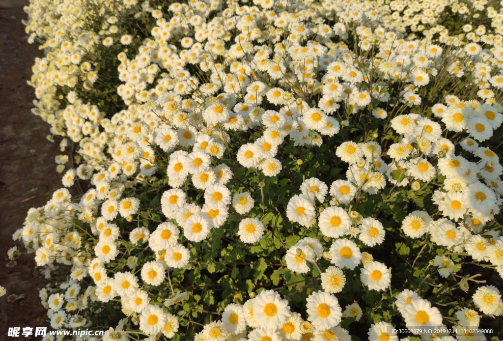 小黄花花海