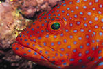 海洋生物