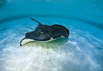 海洋生物