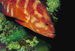 海洋生物