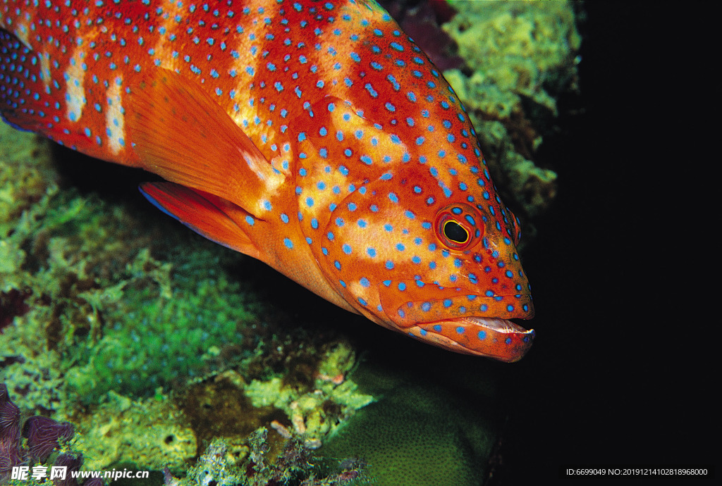 海洋生物