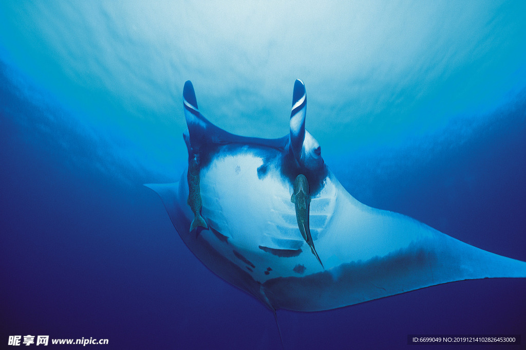 海洋生物
