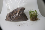 石斛苗 买家秀  铁皮石斛种植