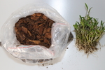 石斛苗 买家秀  铁皮石斛种植
