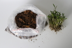 石斛苗 买家秀  铁皮石斛种植