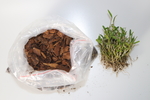 石斛苗 买家秀  铁皮石斛种植